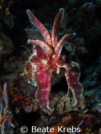 Cuttlefish taken at Wakatobi with my Canon S70 and Inon S... by Beate Krebs 