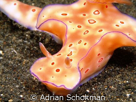 Beautiful Nudi from Lembeh Manado using Olympus E-330 + 5... by Adrian Schokman 