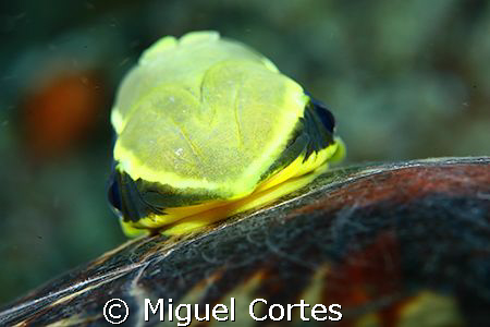 Remora. by Miguel Cortes 