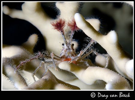 Spidercrab. by Dray Van Beeck 
