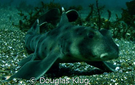 Tiny Tough.  A small hornhark on the bottom at Anacaa Isl... by Douglas Klug 