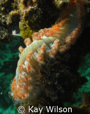Bristle Worm by Kay Wilson 