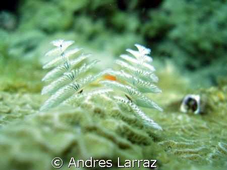 WHITE CHRISTMAS tree by Andres Larraz 