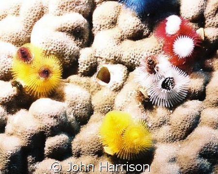 Maco taken with a NikonosV and a 16mm lens with a 103 str... by John Harrison 