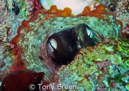 The octopus wouldnt come out to play by Tony Breen 