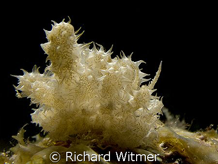 An amazing nudibranch - Phyllodesmium koehleri. G9/Ikelit... by Richard Witmer 