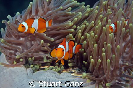 Clowns and Crabs by Stuart Ganz 