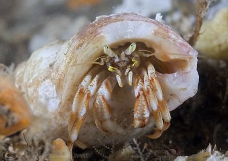 Hermit crab. Menai straits. D200, 2xT/C, 60mm, wet diopter. by Derek Haslam 