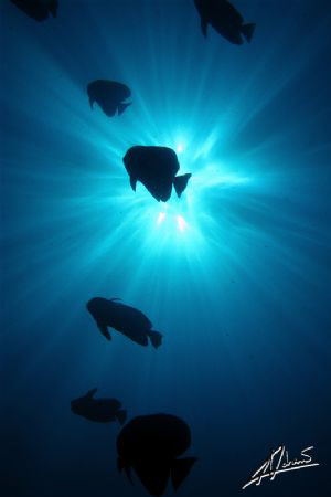 batfish on top of the Atlantis X wreck in Beacon Reef Isl... by Adriano Trapani 