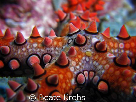 Beautiful Seastar, taken at Wakatobi with my Canon S70 an... by Beate Krebs 