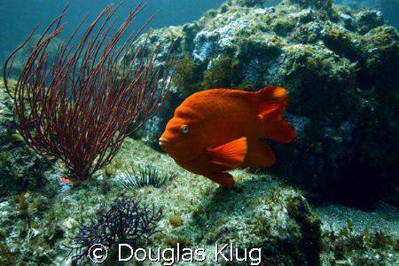 California Color. A garibaldi cruises past a gorgonian.  ... by Douglas Klug 