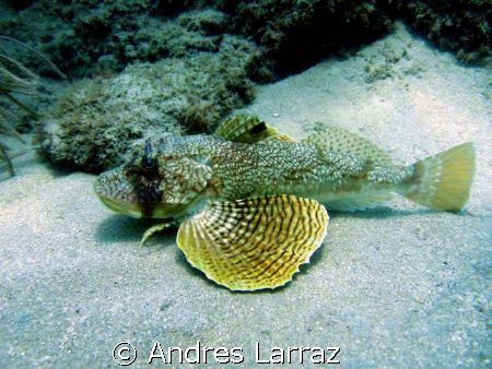 GUNNARD, CHILING by Andres Larraz 