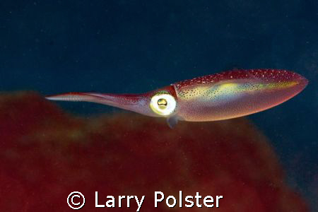 Fun with CS3, D300, 105 by Larry Polster 