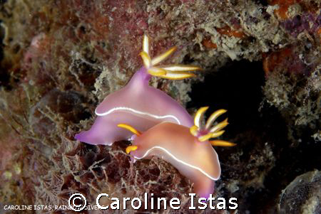 2 Hypselodoris Bullockii, Nha Trang, Vietnam by Caroline Istas 