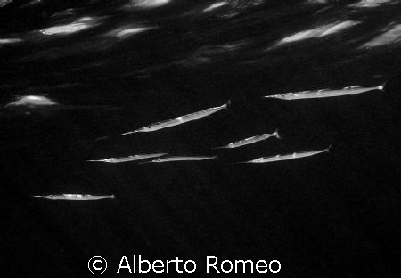 UFO ?  NO THEY ARE GARFISHES HUNTING !
Nikon Coopix 5000... by Alberto Romeo 