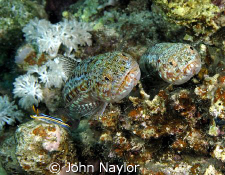 two lizard fish and pyjama slug by John Naylor 