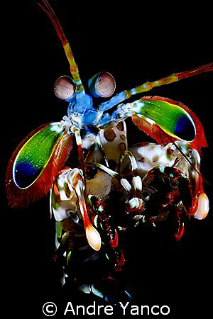 A little bit of playful creation. Mantis shrimp captured ... by Andre Yanco 