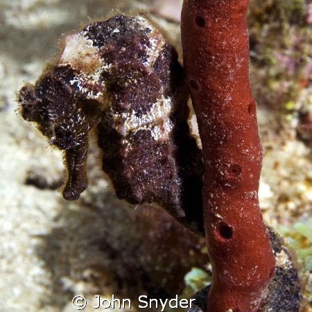 Sea Horse - Nikon D70 60mm Macro by John Snyder 