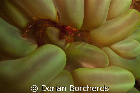 Orangutang Crab? by Dorian Borcherds 