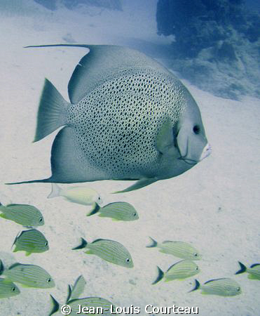 "Leader Of The Pack"
Grey angel in the waters of Jardine... by Jean-Louis Courteau 