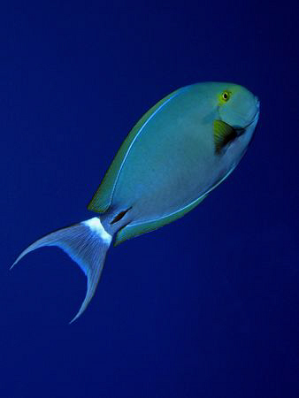 Black Surgeonfish in the blue. Canon G9, Ikelite DS51 strobe by James Dawson 
