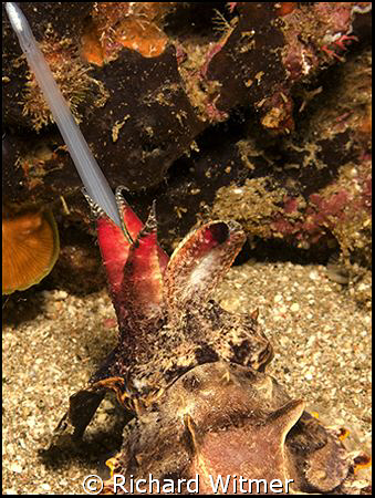 Flamboyant Cuttlefish Strike.  This cuttlefish was huntin... by Richard Witmer 