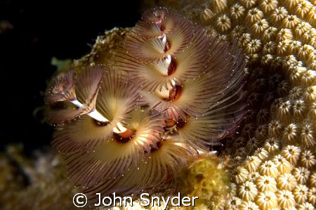 Christmas Tree Worm - Looks like it's lights are on! Niko... by John Snyder 