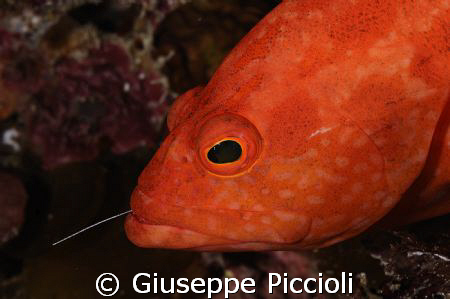 Too much eaten? by Giuseppe Piccioli 