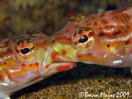 Fish Tug O' War?..."You wanna piece of me?" ..¸><((((º><º... by Brian Mayes 