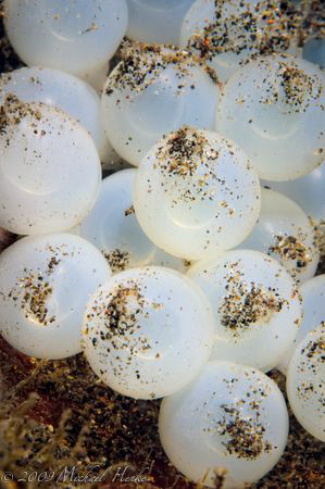 Easter Egg :-) by Michael Henke 