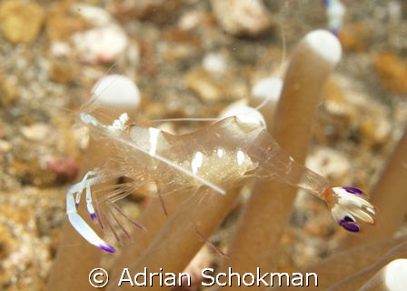 Glass Shrimp with its Eggs in Belly.. Lembeh Manado using... by Adrian Schokman 
