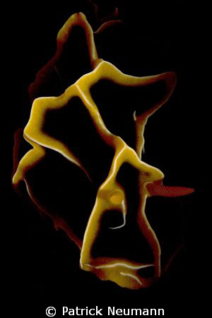 Nudi Art taken with Canon 400D/Hugyfot by Patrick Neumann 
