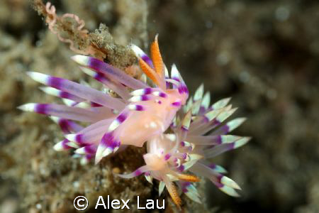 Two Nudi mating by Alex Lau 