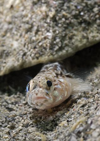 Painted goby. D200, 60mm. by Derek Haslam 