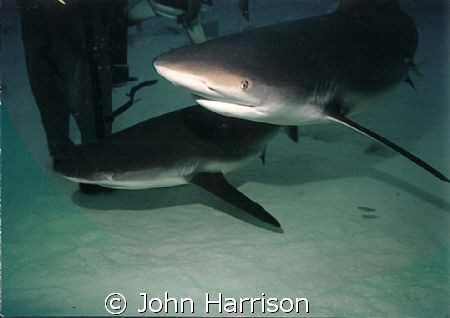 Unexo Shark dive. used NikonosV with 20mm lens and 105 st... by John Harrison 
