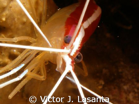 close up look to a scarlet-striped cleaning shrimp at the... by Victor J. Lasanta 