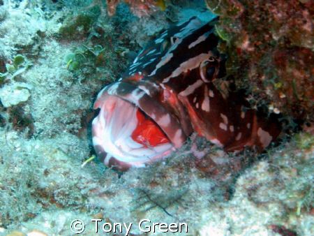 Nassau Grouper and Cleaner on reef. by Tony Green 
