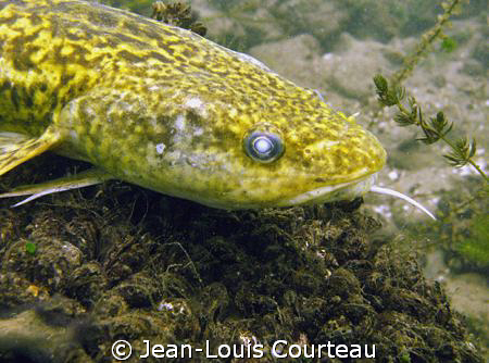 "Blind Lolita"
A fine specimen of burbot found last summ... by Jean-Louis Courteau 