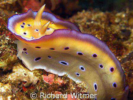Chromodoris kuniei.  This nudibranch was raising and lowe... by Richard Witmer 