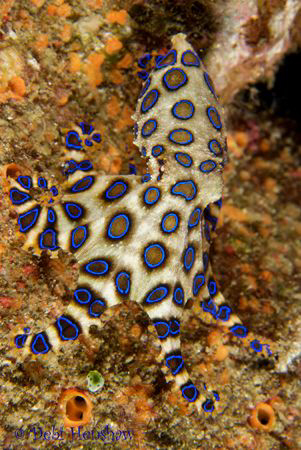 Blue Ringed Octopus. No cropping straight out of the came... by Debi Henshaw 