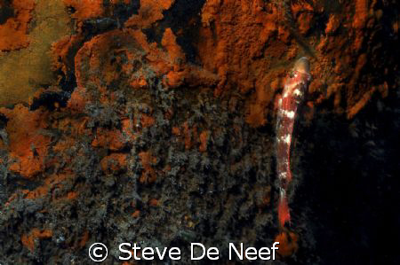 taken at ducomi pier. by Steve De Neef 