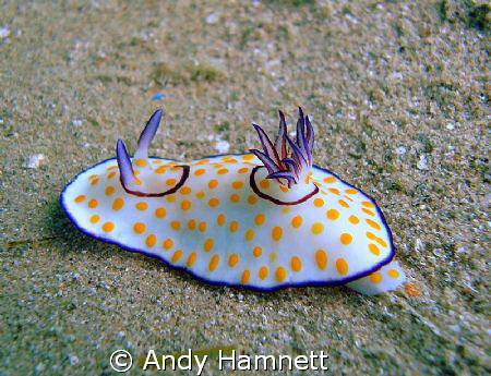 There were loads of these nudis this year. by Andy Hamnett 