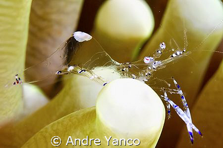Kapalai always offers a large variety of critters for the... by Andre Yanco 
