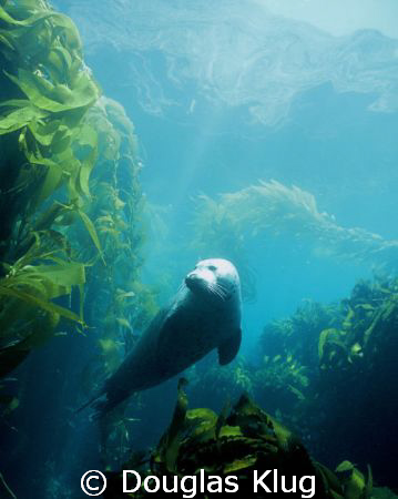 Seal in the sun.  A Harbor seal baking in the sunrays at ... by Douglas Klug 
