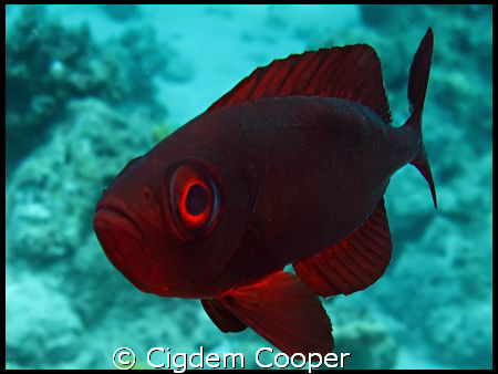 Glass eye by Cigdem Cooper 