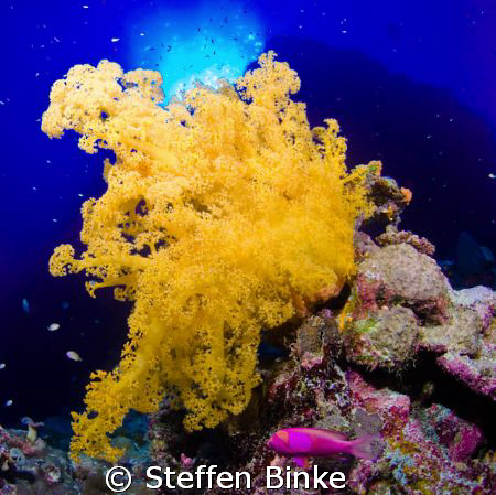 Soft Coral by Steffen Binke 