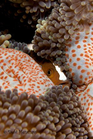 "Hiding" Skunk Anemonefish hiding in its host anemone fro... by Debi Henshaw 