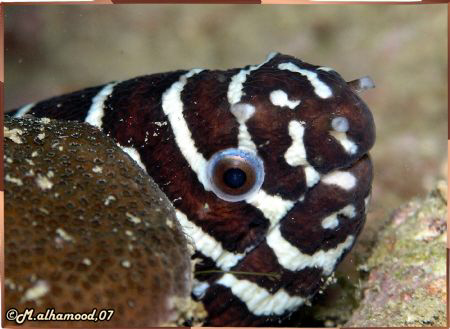 Zebra Eel............. It was taken in Jana Island \ Saud... by Mohammed Al Hamood 