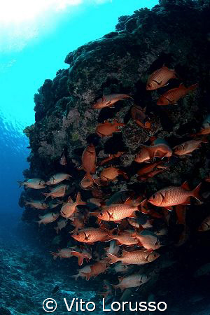 Fishs by Vito Lorusso 