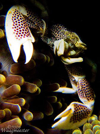 Porcelain Crab  (Neopetrolisthes maculata) in Anemone (St... by Marco Waagmeester 